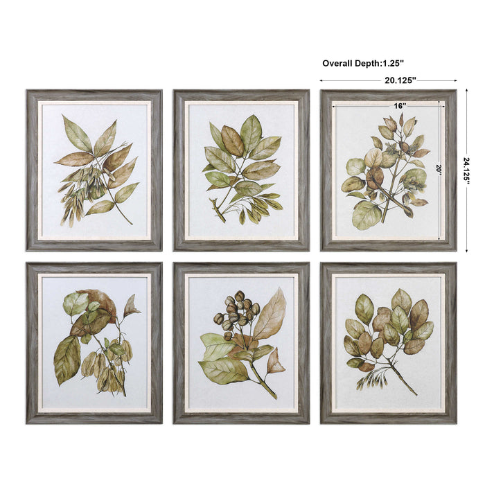 Uttermost - Seedlings Framed Prints S/6 - 33643 - GreatFurnitureDeal