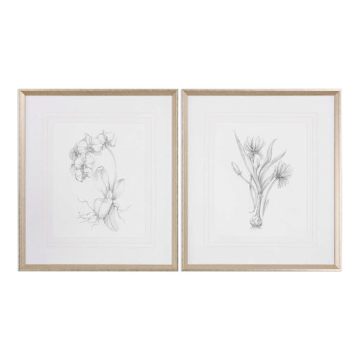 Uttermost - Botanical Sketches Framed Prints S/2 - 33649 - GreatFurnitureDeal
