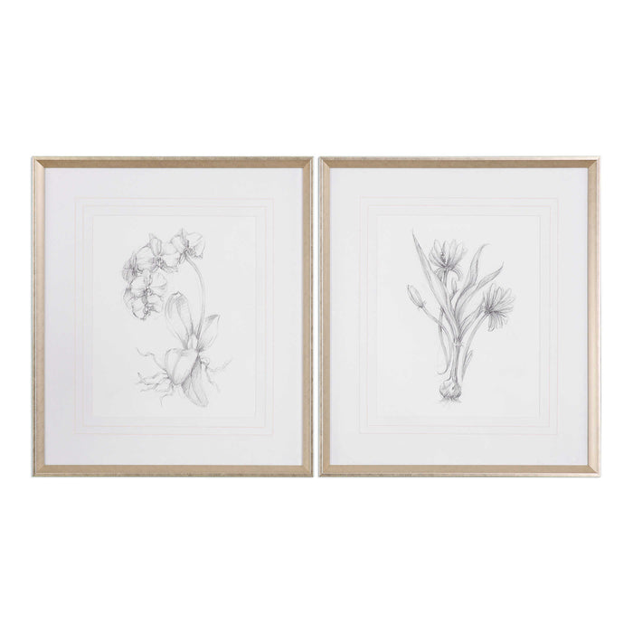 Uttermost - Botanical Sketches Framed Prints S/2 - 33649