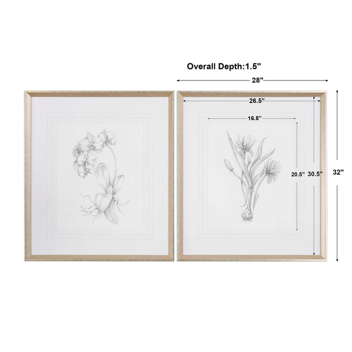 Uttermost - Botanical Sketches Framed Prints S/2 - 33649