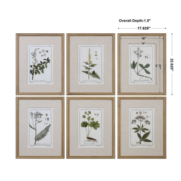Uttermost - Green Floral Botanical Study Prints S/6 - 33651 - GreatFurnitureDeal