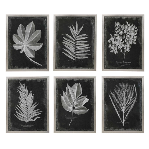 Uttermost - Foliage Framed Prints, S/6 - 33671 - GreatFurnitureDeal
