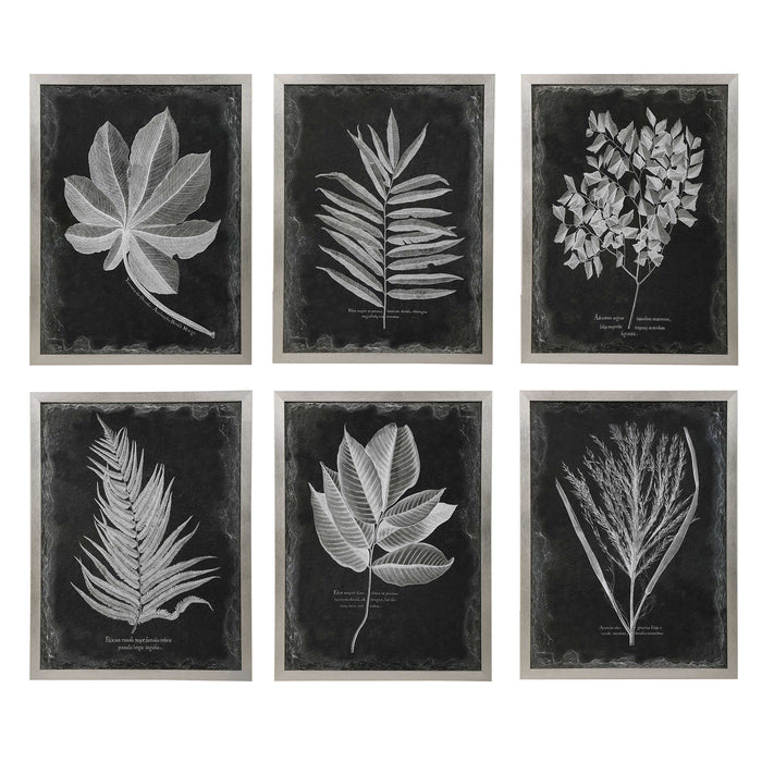 Uttermost - Foliage Framed Prints, S/6 - 33671