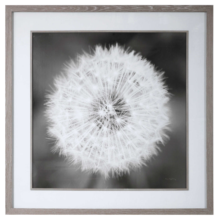 Uttermost - Dandelion Seedhead Framed Print - 33711