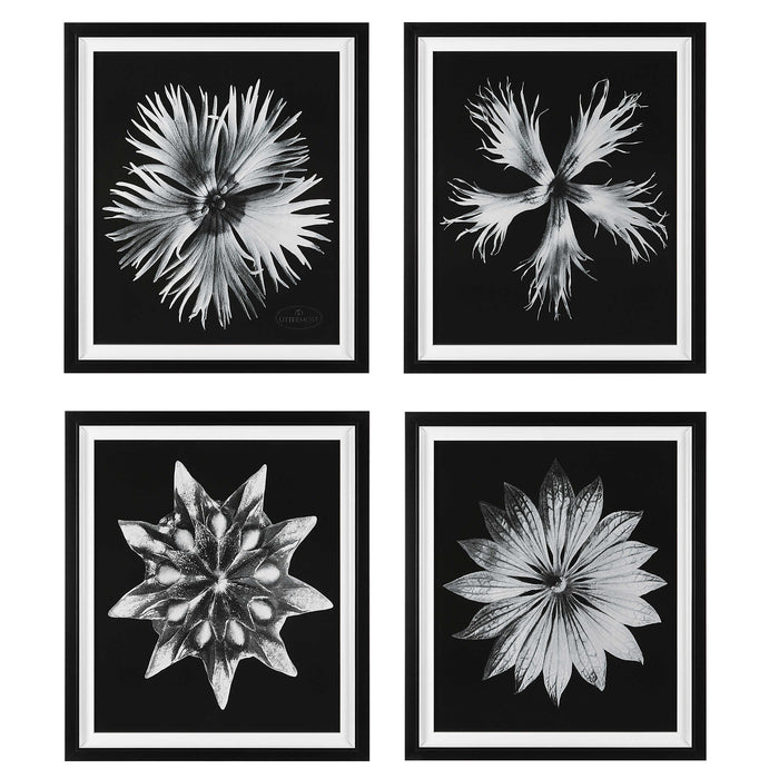 Uttermost - Floret Framed Prints, S/4 - 41427