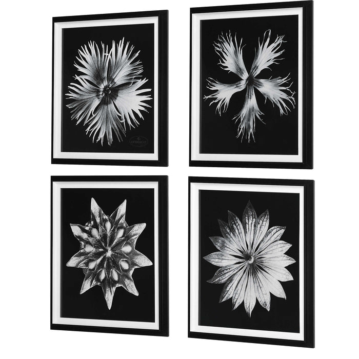 Uttermost - Floret Framed Prints, S/4 - 41427 - GreatFurnitureDeal