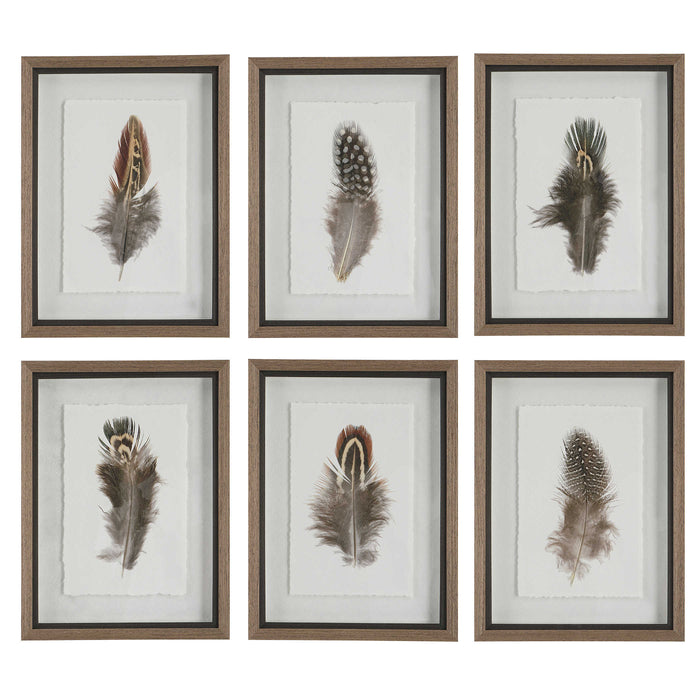 Uttermost - Birds Of A Feather Framed Prints, S/6 - 41460 - GreatFurnitureDeal