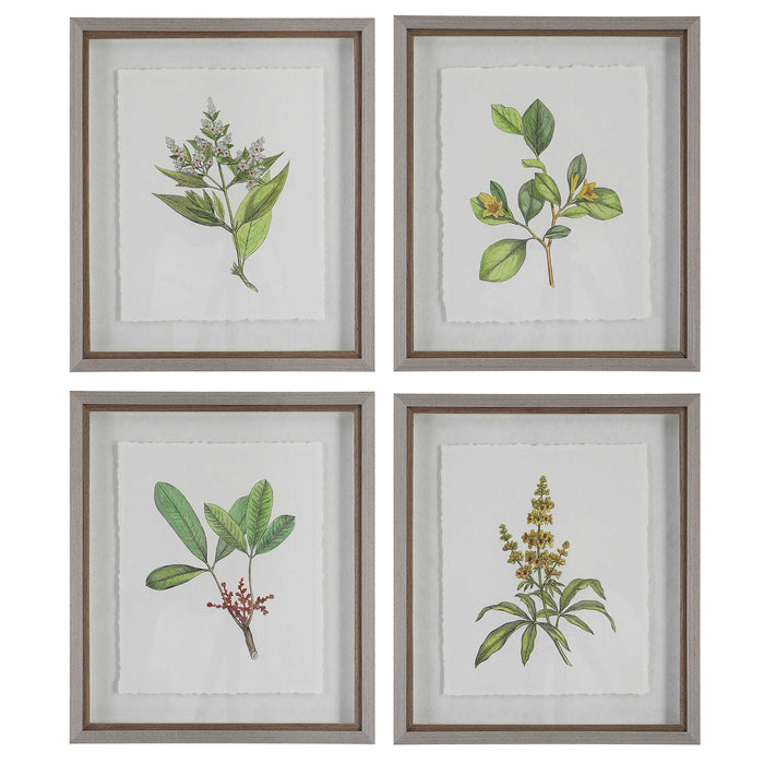 Uttermost - Wildflower Study Framed Prints, S/4 - 41461 - GreatFurnitureDeal