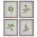 Uttermost - Wildflower Study Framed Prints, S/4 - 41461 - GreatFurnitureDeal