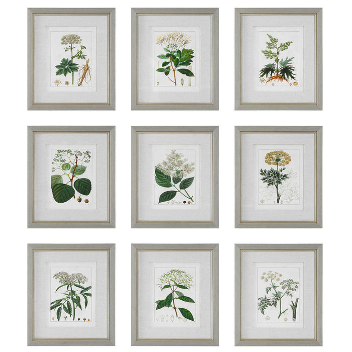 Uttermost - Antique Botanicals Framed Prints, S/9 - 41466 - GreatFurnitureDeal