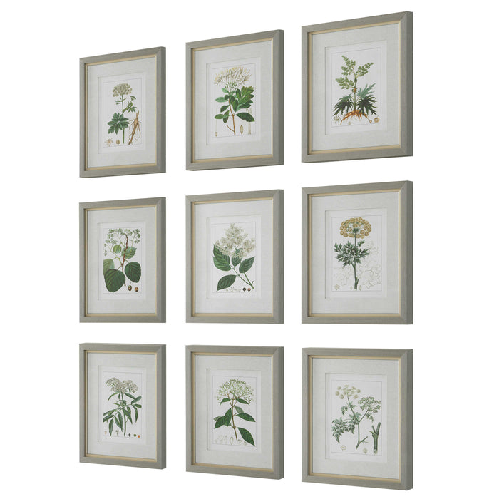 Uttermost - Antique Botanicals Framed Prints, S/9 - 41466