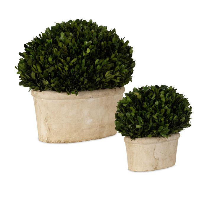 Uttermost - Oval Domes Preserved Boxwood Set/2 - 60107