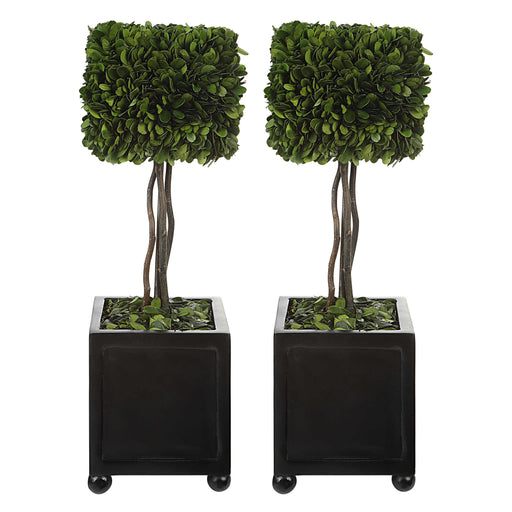 Uttermost - Preserved Boxwood Square Topiaries, S/2 - 60187 - GreatFurnitureDeal