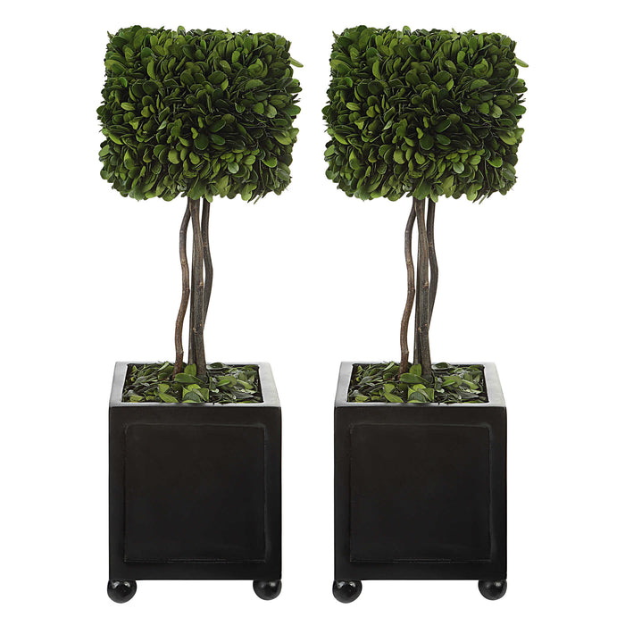 Uttermost - Preserved Boxwood Square Topiaries, S/2 - 60187