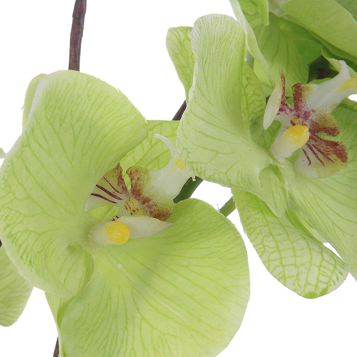 Uttermost - Valdive Orchid - 60199