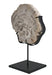 NOIR Furniture - Wood Fossil with Stand, 8" - AM-39C - GreatFurnitureDeal