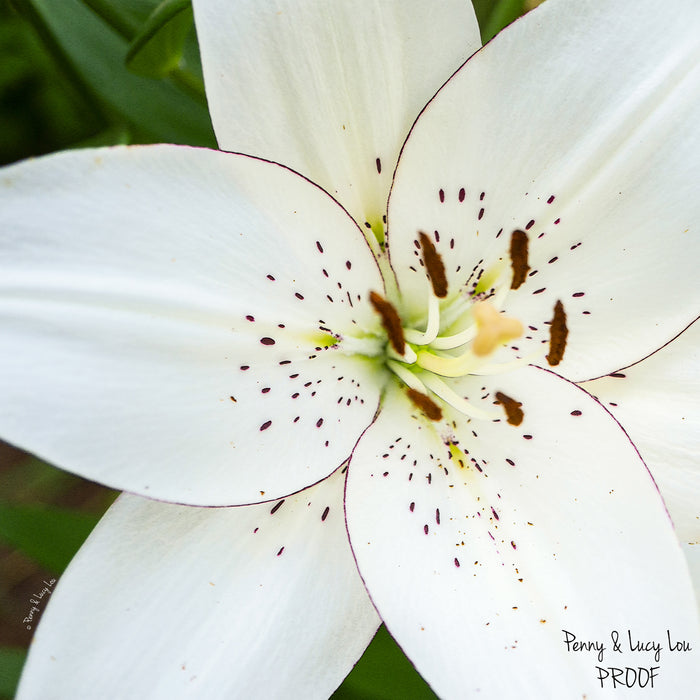 white eyeliner lily GJ Styles - Penny & Lucy Lou Art Eyeliner Lily