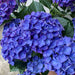 GJ Styles - Penny & Lucy Lou Art Hydrangea - PA03 - GreatFurnitureDeal