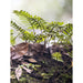 GJ Styles - Penny & Lucy Lou Art — Resurrection Fern I - PA08 - GreatFurnitureDeal