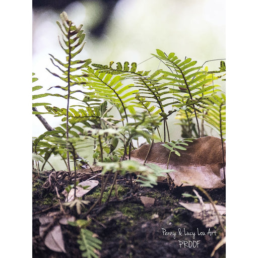 GJ Styles - Penny & Lucy Lou Art — Resurrection Fern II - PA09 - GreatFurnitureDeal