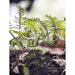 GJ Styles - Penny & Lucy Lou Art — Resurrection Fern II - PA09 - GreatFurnitureDeal