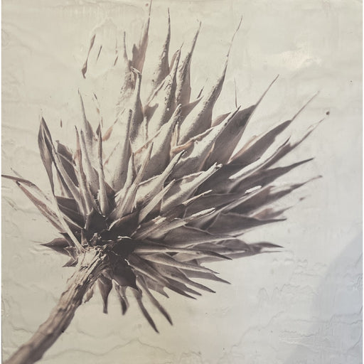 GJ Styles - Stevi Michner Art — Protea Study - SA04 - GreatFurnitureDeal