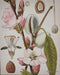 Bramble - London Bloom on Canvas 30 x 30 w/o Frame - BR-C1032-28153------ - GreatFurnitureDeal