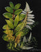 Bramble - Fern Forest on Canvas 16 x 20 w/o Frame - BR-C1036-28152------ - GreatFurnitureDeal