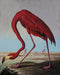 Bramble - Flamingo on Canvas 48 x 36 w/o Frame - BR-C1041-28156------ - GreatFurnitureDeal