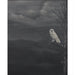 Bramble - White Owl on Canvas 60 x 40 w/o Frame - BR-C865-28157------ - GreatFurnitureDeal