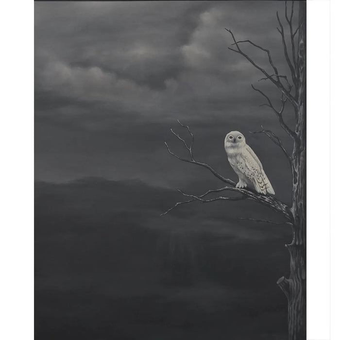 Bramble - White Owl on Canvas 30 x 30 w/o Frame - BR-C865-28153------