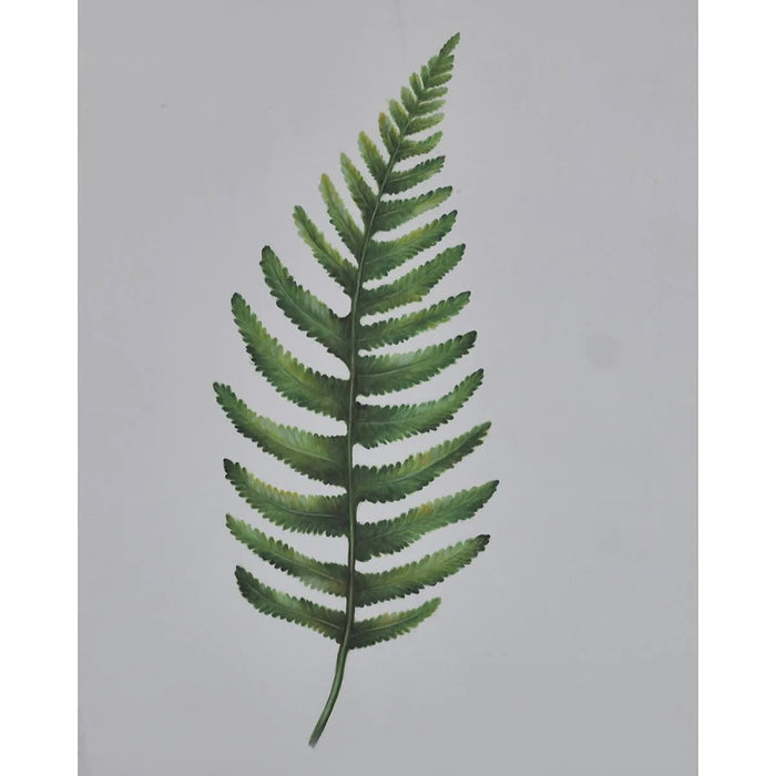 Bramble - Boston Fern on Canvas 48 x 36 w/o Frame - BR-C956-28156------ - GreatFurnitureDeal