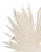 Jamie Young Company - Island Leaf Object, Medium in Off White Resin - 7ISLA-MDWH - GreatFurnitureDeal