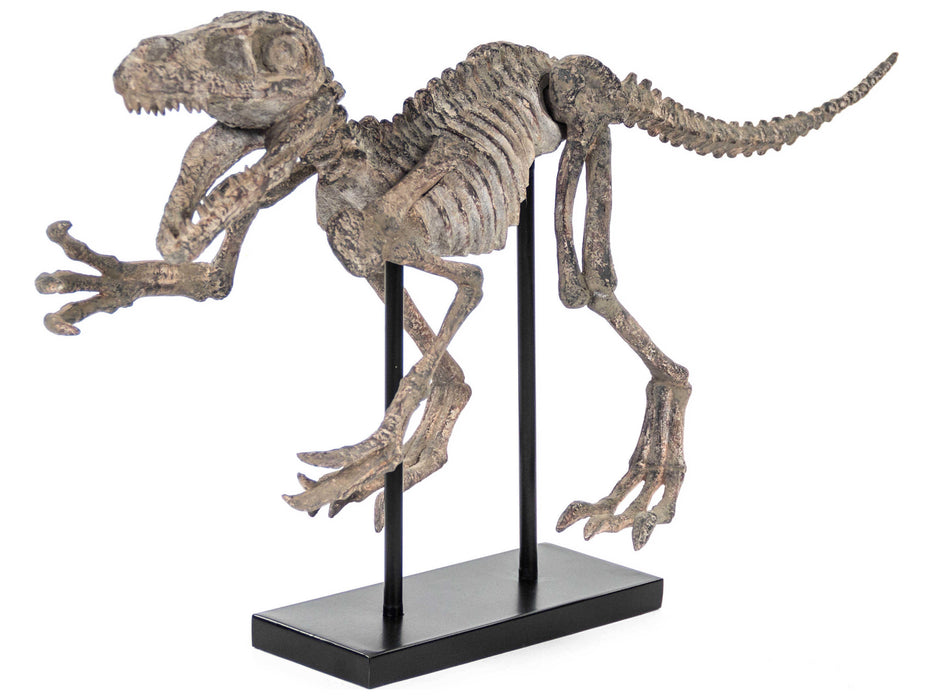Zentique - Distressed Brown Grey Velociraptor Skeleton Sculpture - SHI002