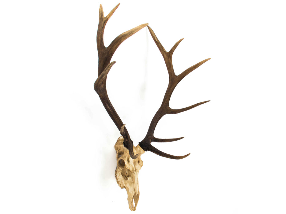 Zentique - Off-White / Dark Brown Ombre Deer Skull 3D Wall Art - SHI017