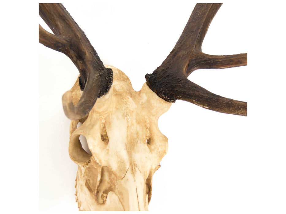 Zentique - Off-White / Dark Brown Ombre Deer Skull 3D Wall Art - SHI017 - GreatFurnitureDeal