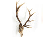 Zentique - Weathered / Distressed Brown Deer Skull 3D Wall Art - SHI018 - GreatFurnitureDeal