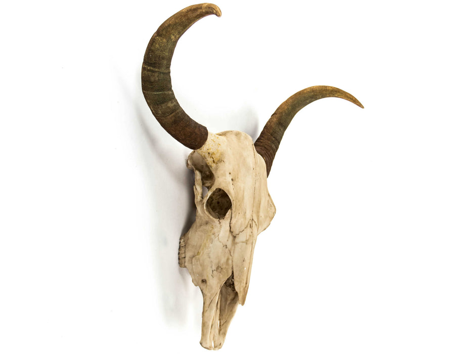 Zentique - Antique Off-White Bull Skull 3D Wall Art - SHI032 - GreatFurnitureDeal