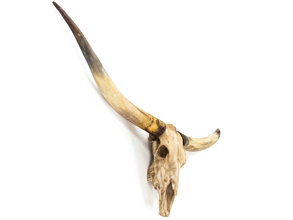 Zentique - Antique Ivory Texas Long Horn Skull 3D Wall Art - SHI035 - GreatFurnitureDeal