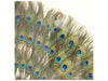 Zentique - Circle Peacock Feathers Shadow Box - ZEN30103 - GreatFurnitureDeal