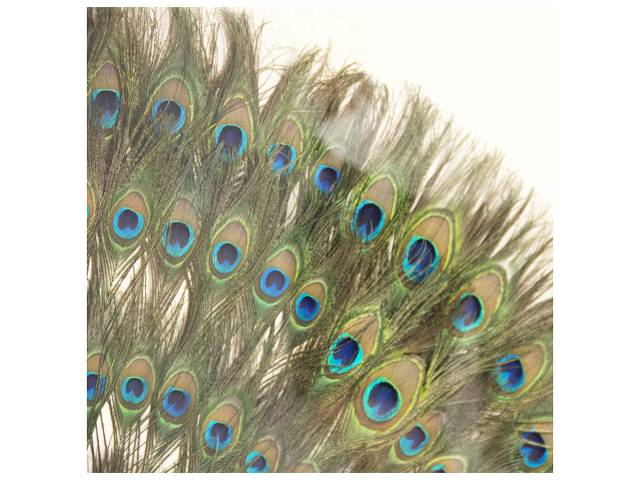 Zentique - Circle Peacock Feathers Shadow Box - ZEN30103