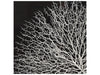 Zentique - Abstract White Branches Shadow Box - ZEN35778 - GreatFurnitureDeal