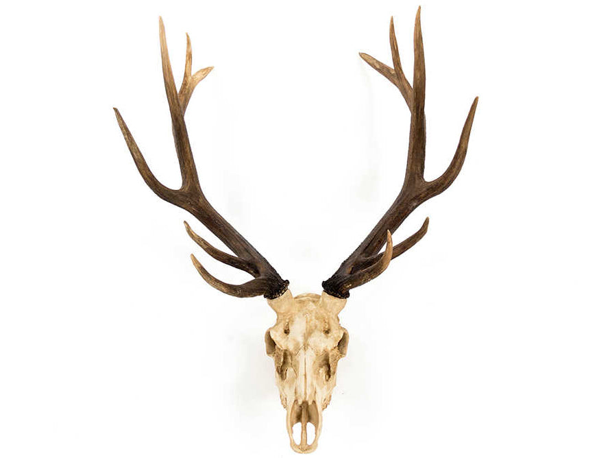 Zentique - Off-White / Dark Brown Ombre Deer Skull 3D Wall Art - SHI017 - GreatFurnitureDeal