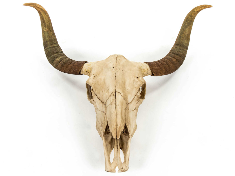 Zentique - Antique Off-White Bull Skull 3D Wall Art - SHI032 - GreatFurnitureDeal