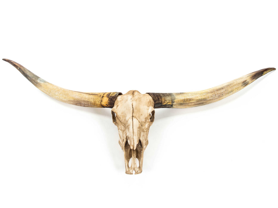 Zentique - Antique Ivory Texas Long Horn Skull 3D Wall Art - SHI035