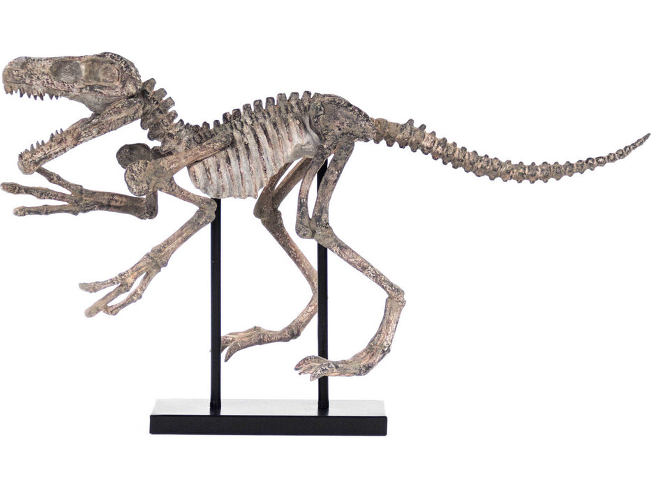 Zentique - Distressed Brown Grey Velociraptor Skeleton Sculpture - SHI002