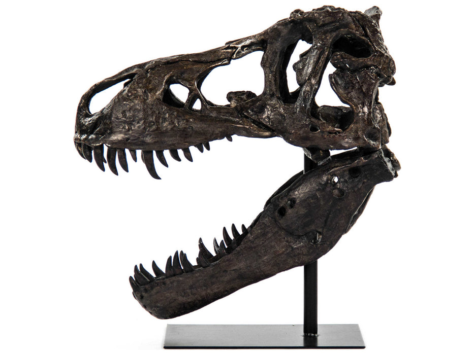 Zentique - Antique Brown / Black Dinosaur Skull Sculpture - SHI014