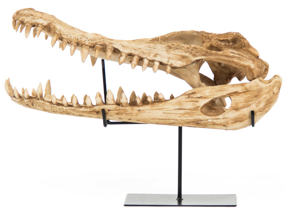 Zentique - Antique Beige / Black Alligator Skull Sculpture - SHI054 - GreatFurnitureDeal